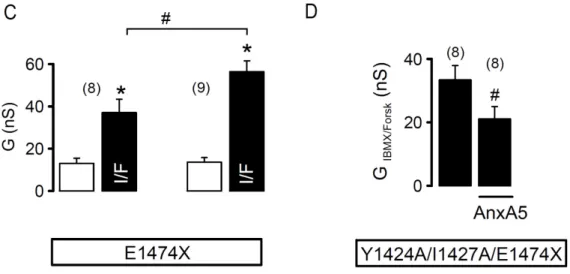 Figure IV.I 4: Enhancement of CFTR function by AnxA5 and membrane trafficking in  mammalian cells
