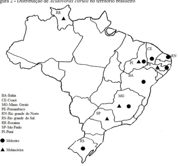 Figura 2 - Distribuição de Acidovorax citrulli no território brasileiro  