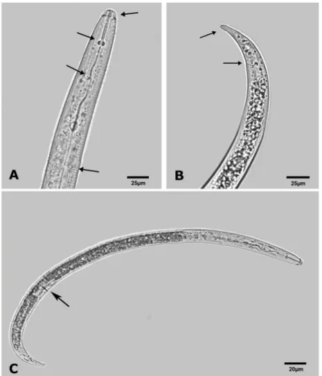 Figura 2- Microfotografia apresentando alguns caracteres morfológicos usados na identificação  de  espécies  do  gênero  Rotylenchulus