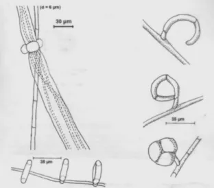 Figura  1-  Estrutura  de  captura  e  suas  dimensões  e  modo  de  predação  de  Arthrobotrys  dactyloides