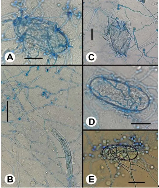 Figura 1- Efeito de isolados de Trichoderma sobre ovos e formas juvenis de segundo estádio  de  Meloidogyne enterolobii