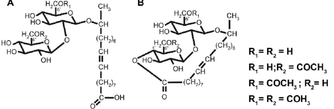 Figure 1. Sophorolipids produced by S. bombicola in the acidic (A) and lactonic  (B) form
