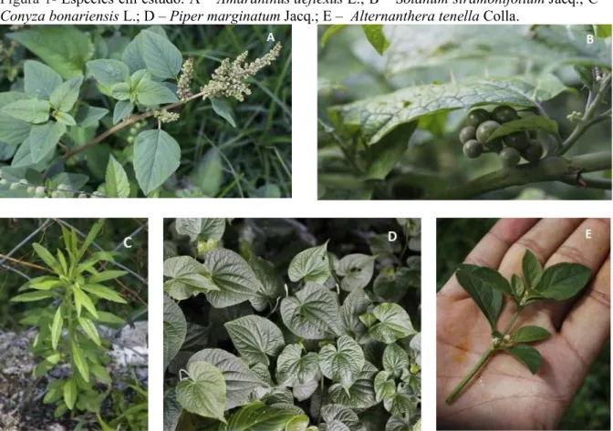 Figura 1- Espécies em estudo. A – Amaranthus deflexus L.; B – Solanum stramonifolium Jacq.; C –  Conyza bonariensis L.; D – Piper marginatum Jacq.; E –  Alternanthera tenella Colla