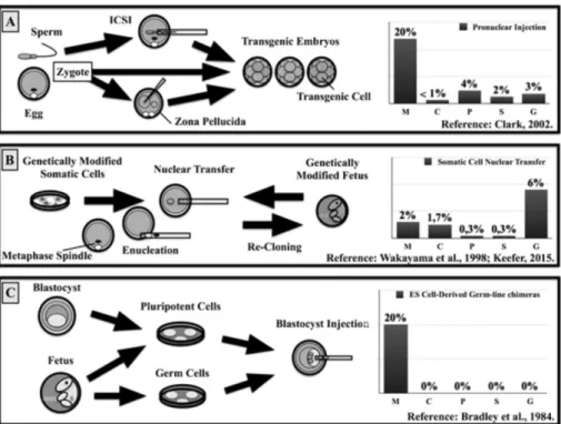 Figure 3. Application of assisted reproduction technologies (ART)  to obtain genetically modified livestock
