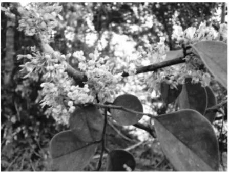 Figura 3. “Ingá da folha grande” (Inga macrophylla) 
