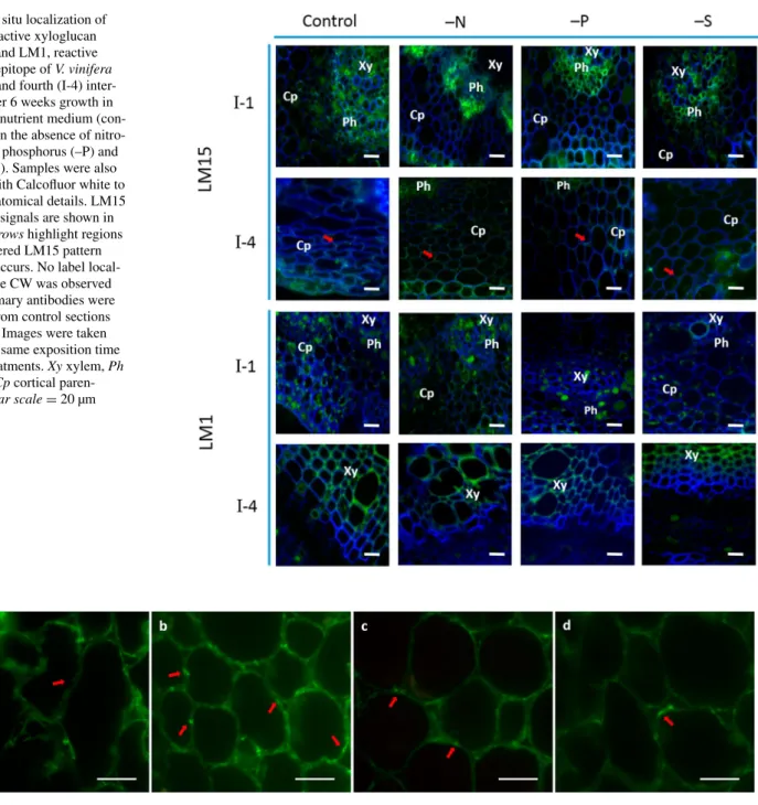 Fig. 6    In situ localization of  LM15, reactive xyloglucan  epitopes and LM1, reactive  extensin epitope of V