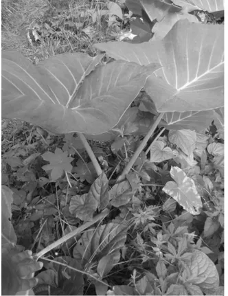 Figura 1. Amostras de taioba (Xanthosoma taioba) nos entornos da  vegetação da UFRPE. 