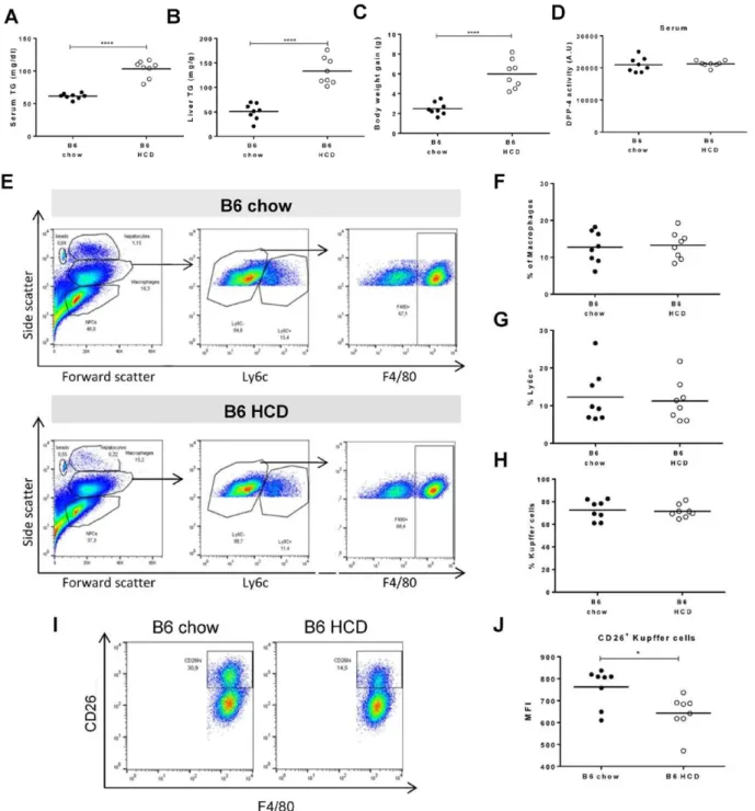 Fig. 5. A hypercaloric diet induces CD26/DPP-4 down-modulation in Kupffer cells but does not alter serum CD26/DPP-4 enzymatic  activity