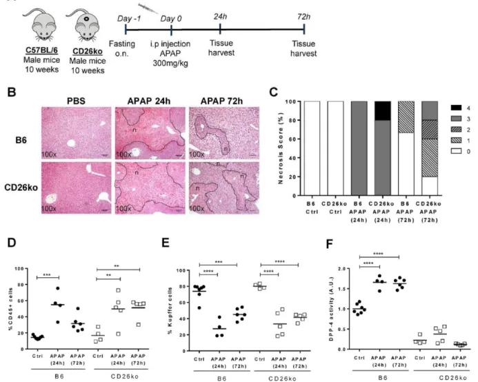 Fig. 1. Resolution of necrosis after induction of acute liver injury is delayed in CD26KO mice compared to C57BL/6 controls