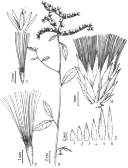 Figura 1. Vernonia scorpioides (Lam.) Pers. A - ramo florido; B - capítulo; 