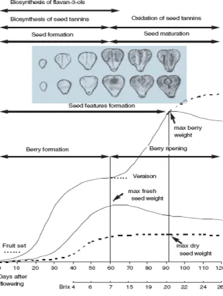 Figure 2. Diagram of seed and berry development. Seed and berry formation were completed in the  beginning of véraison