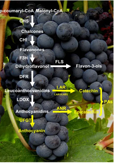 Figure 5. Flavonoid biosynthetic pathway. 