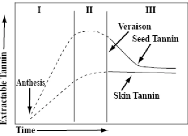 Figure 7. Two development periods of the seed tannin compared to skin tannin (Kennedy et  al., 2000c)