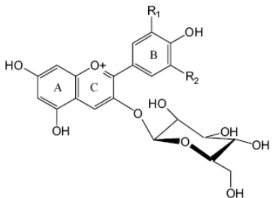 Figure 8. Anthocyanin structure (Cortell, 2006). 