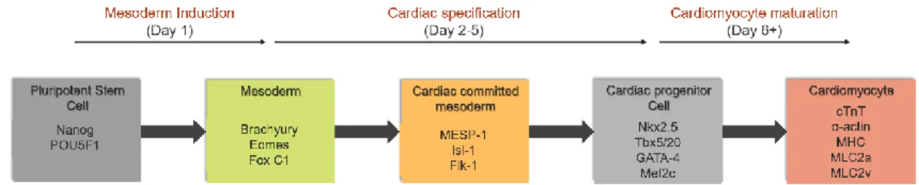 Figure 1.2 – Schematic representation of the expressed transcriptional factors along iPSCs cardiac  differentiation