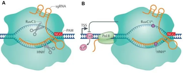 Figure 1.5 – Differences in action method of Streptococcus pyogenes Cas9 and dCas9. (A) The single  guide RNA (sgRNA) leads Cas9 to the target DNA sequences