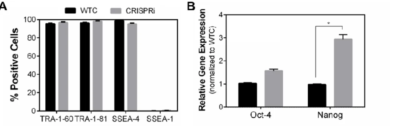 Figure 4.1 – Pluripotency of WTC and CRISPRi hiPSC lines. (A) Flow cytometry analysis of stemness  markers (TRA-1-60, TRA-1-80, SSEA-4) and SSEA-1 in both CRISPRi-hiPSC and WTC-hiPSC lines along  the expansion process