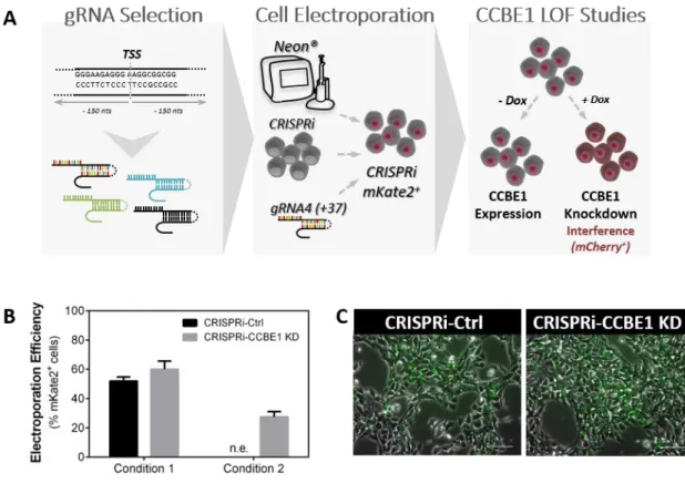 Figure 4.3 – CRISPRi technology for CCBE1 knockdown. (A) Schematic representation of guideRNAs  design (+/-150 bp from the transcription start site (TSS)) and selection (detailed information in Table 3.1); 