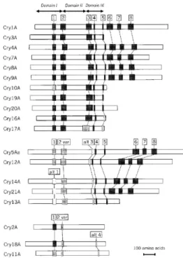 Figura  2.  —  Posição  dos  blocos  conservados  entre  as  proteínas  Cry.  Os  retângulos  em  preto,  cinza  claro  e  branco  indicam,  respectivamente,  alto,  moderado ou baixo grau de homologia entre os blocos (schnepf  et al., 1998).