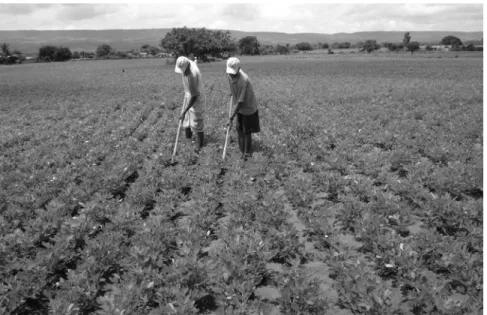 figura 1. —  Lavoura de amendoim conduzida por produtores de Barbalha,  cE. (Foto: tarcísio M