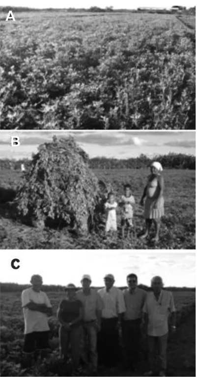 figura  4.  —   a)  Lavoura  de  amendoim  em  Petrolândia,  PE;  B)  colheita  do  produto  verde;  e  c)  equipe  de  assistência  da  cODEVaSF,  Embrapa  e  UFRPE.