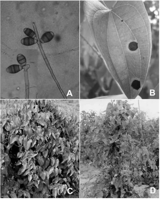 Figura 2. —  Aspectos da queima das folhas do inhame: conídios e conidióforos  de Curvularia eragrostides (a); sintoma primário na folha (b); planta sadia (c); 