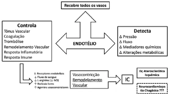 Figura 9: O papel do endotélio vascular na IC(68, 69). 