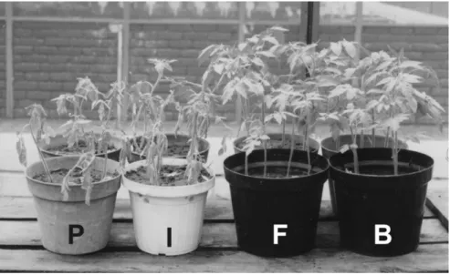 Figura  1.  —   Reações  de  cultivares  da  série  diferenciadora  em  relação  ao  isolado CA–1 (raça 2) de Fusarium oxysporum f