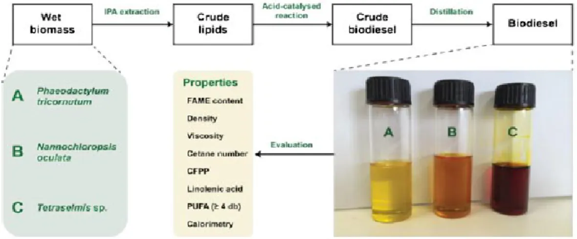 Fig.  1  Process  flow.  Diagram  of  process  followed  to  synthesize  and  evaluate  properties  of  biodiesel from wet microalgal biomass