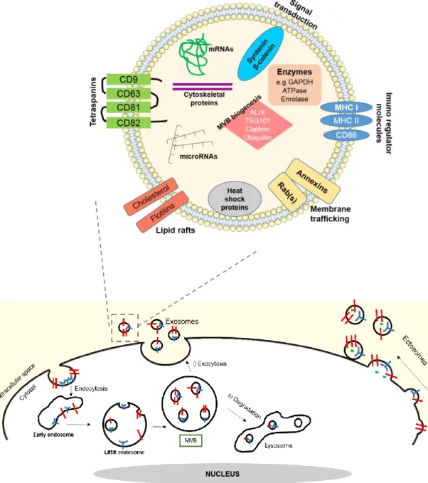 Figure I.2-Biological characteristics of exosomes: biogenesis, composition and cargo. Vesicular  trafficking  and  cell  communication  are  mediated  by  exosomes  and  ectosomes