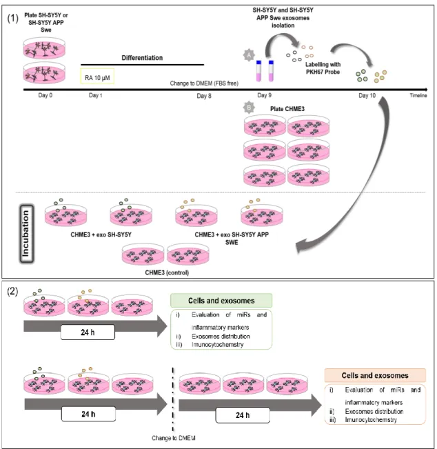 Figure II.1-Schematic representation of the experimental model for human neuroblastoma cell  lines, isolation of exosomes and incubation with human microglia