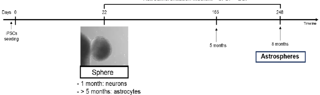 Figure II.2-Representative timeline to differentiate astrospheres from iPSCs. iPSCs are cultured in  a matrigel coated flasks from day 0 to day 22 in a Neural differentiation medium (NDM) supplied with  different  growth  factors  according  to  iPSCs  dif