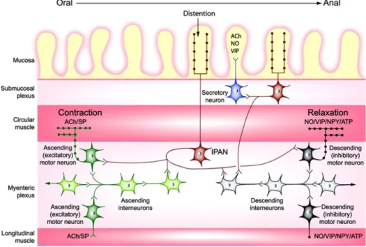 Figure  1.3  -  Schematic  representation  of  some  of  the  connections  involved  in  local  enteric  reflexes
