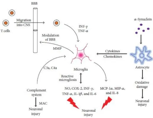 Figure 1.4 - A simplified schematic of the interaction between microglia and  astrocytes (Adapted from More et al., 2013)