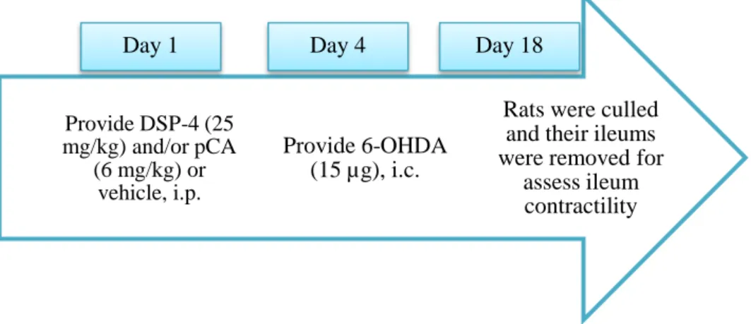 Figure 2.1 – Experimental protocol