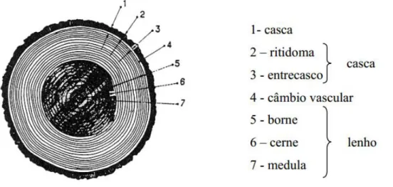 Figura 1 - Corte transversal do tronco de uma árvore (LNEC E31) 