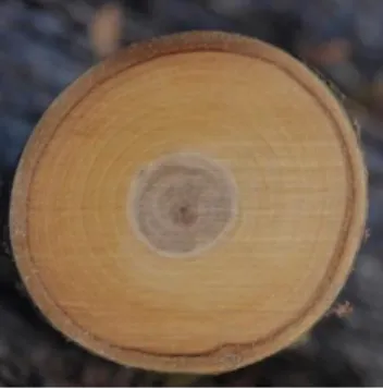 Figura 10- Corte transversal do tronco de Prunus avium 