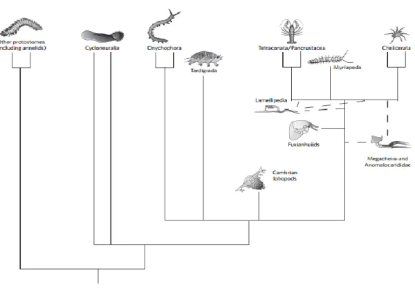 Figure I2: A phylogenetic tree regarding arthropods and their related groups obtained by molecular, morphological and  fossil data (Budd and Telford, 2009)