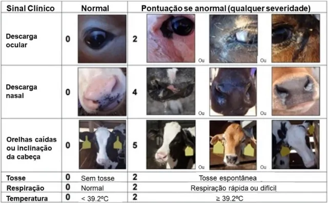 Figura 1 - Avaliação da DRB através de um sistema de pontos (adaptado de Young 2012) 