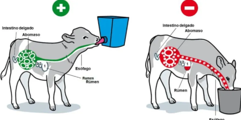 Figura 6 - Utilização correta e incorreta de balde com e sem tetina (adaptado de DeLaval 2011) 