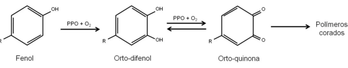 Figura 4 – Metabolismo dos compostos fenólicos no escurecimento 