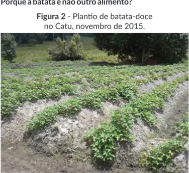 Figura 2 - Plan o de batata-doce  no Catu, novembro de 2015.