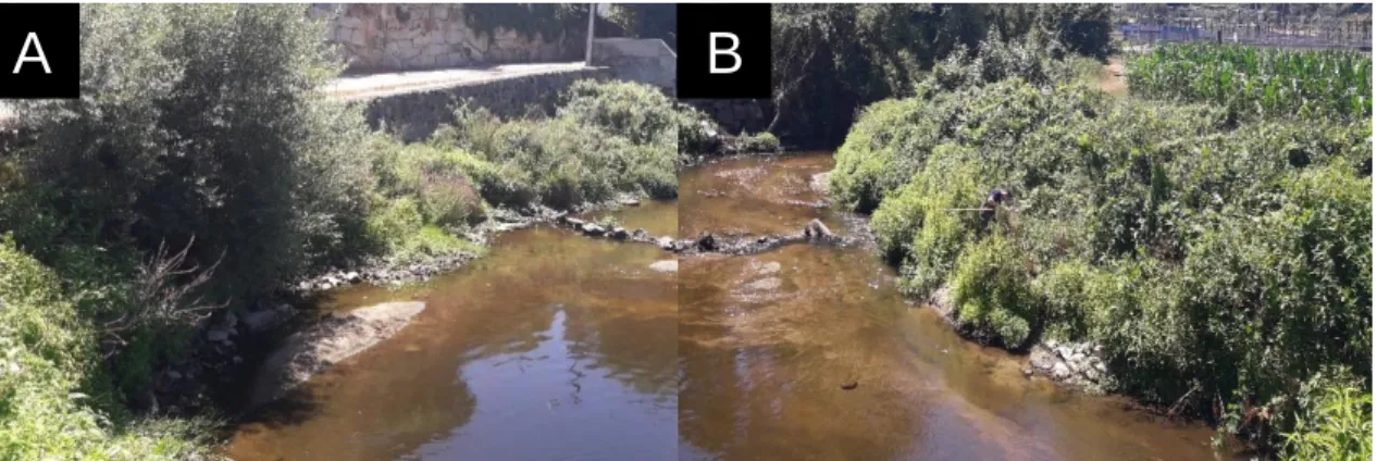 Figure 21 Sousa River in Senhora do Salto. Sampling Site SS: A) downstream weir view (July, 2017); B) land reforestation  with Eucalyptus sp