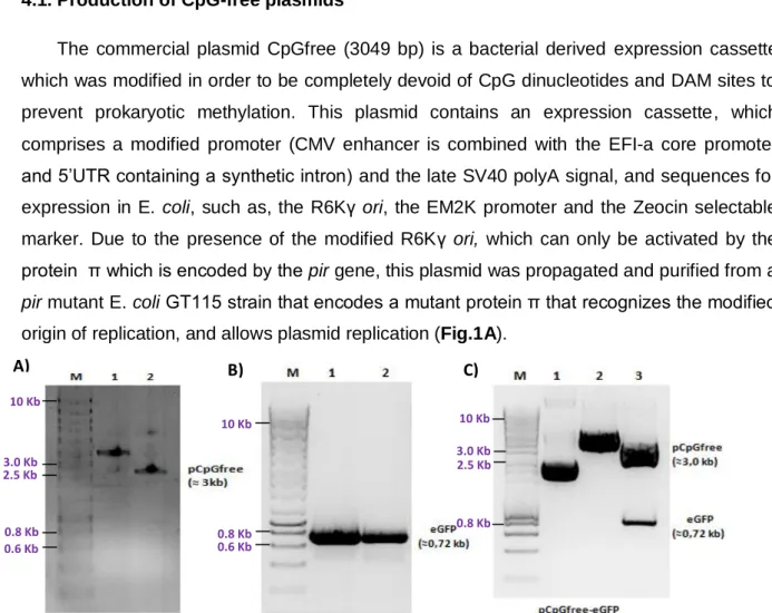 Figure 1: Agarose gel electrophoresis of pCpGfree and pCpGfree-eGFP construction.  