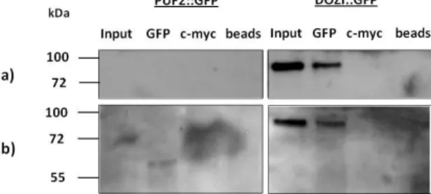Fig.  5 –  Western  blot  analysis  of  PUF2::GFP  IP  experiment  in  parallel  with  DOZI::GFP  IP  (control  line)  in  P