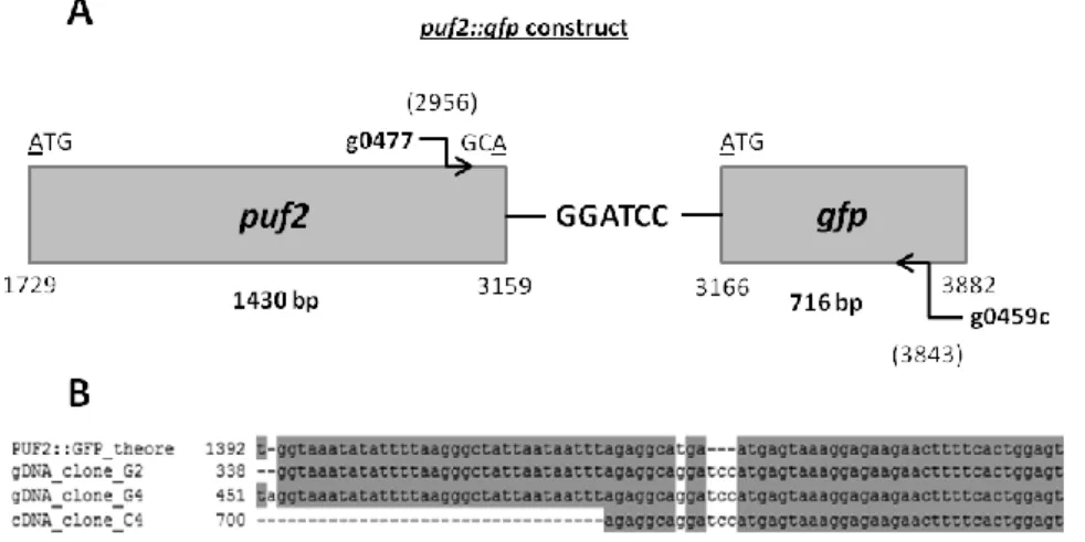 Fig. 6 – Western blot analysis of PUF2::GFP and DOZI::GFP IPs in  mixed blood stages using GFP-Trap® Kit