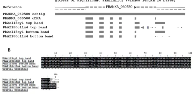 Fig.  8  –  ipet  presents  a  splice  variant.  A.  Diagram  displaying  the  alignment  of ipet  contig  (PBANKA_060580  contig),  ipet  theoretical  cDNA  sequence  (PBANKA_060580  cDNA),  ipet  splice  variant  WT  version  (PbAcl15cy1  top  band),  ip