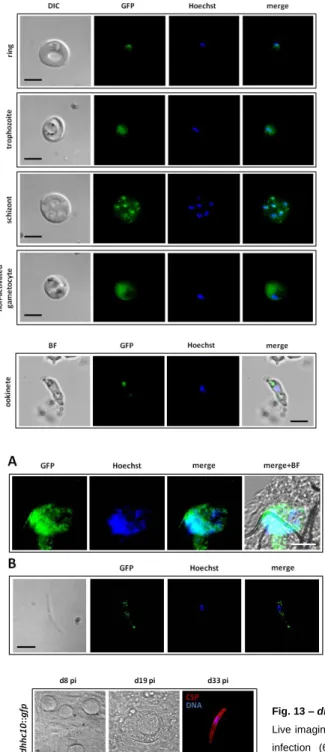 Fig.  11  –  DHHC10  is  present  in  ookinetes.  Live  imaging  of  ookinetes of dhhc10::gfp parasites shows DHHC10 expression at this  developmental stage