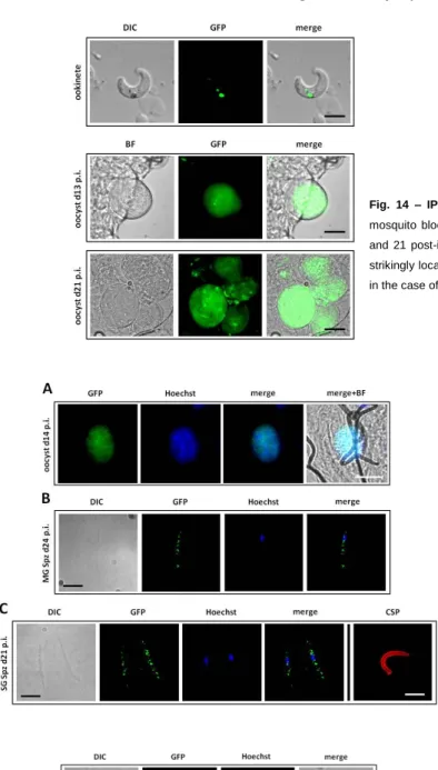 Fig.  14  –  IPET  is  expressed  in  ookinetes  and  oocysts.  Live  imaging  of  mosquito  blood  meal  ookinetes  and  oocysts  of ipet::gfp  parasites  at  days  13  and  21  post-infection  shows  IPET  expression  in  both  parasite  forms