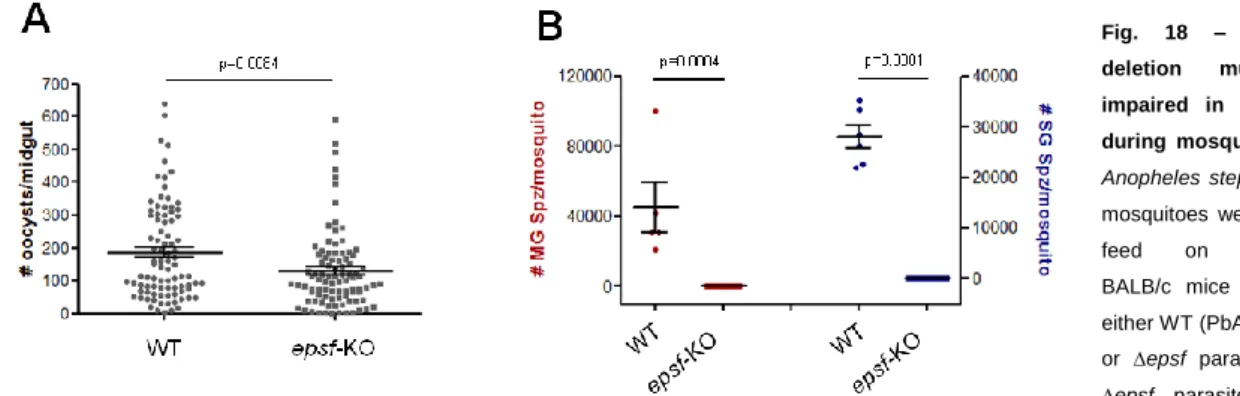 Fig.  18  –  epsf  gene  deletion  mutants  are  impaired  in  development  during  mosquito  passage